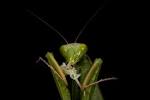 File:Praying Mantis Sexual Cannibalism European-50.jpg - Wikimedia ...