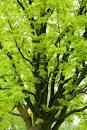 Caring for Mature Trees | Wood Acres Tree Specialists – LeafNotes