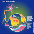 Clostridium Botulinum | Humen Healths