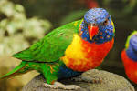les oiseaux pronunciation