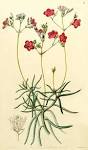 <b>Portulacaceae</b> Juss.