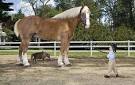 Horses and Their Height | Largest and Shortest Horses in the World