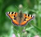 Small Tortoiseshell Butterfly - via Daymix