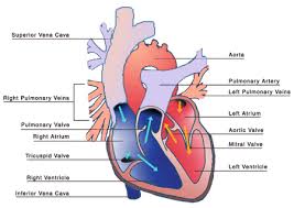 மாரடைப்பின் அறிகுறிகள் - Signs of Heart attack - வீடியோ இணைப்பு Images?q=tbn:ANd9GcSe8rAPSVYj-Fw6LoHTTIVmuXxl3hF7BXuFNYqHIDDCo5J6OpPt