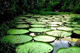 external image images?q=tbn:ANd9GcSeBsGS3mwGMtWb0X5EYBieMLbo4smD4raO1uQv3alIYQqomcKg&t=1