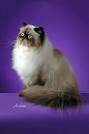 Pictures of Persian cats