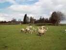 Livestock near Shirland Lodge Farm. Sheep keeping a close eye on their young - via Daymix