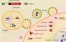 Lentiviral Vectors Page 2