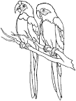Parrot coloring page