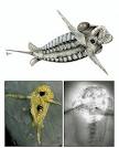 GREAT APPENDAGE PHOTO: Fossil Linked to Claw Evolution