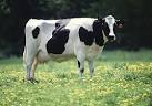 Holstein Friesian Cattle in Ontario Historical Plaque