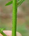 <b>Chenopodium ambrosioides</b> stem