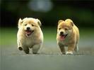 chien-chien pronunciation