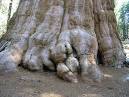 Sequoia Tree Pictures, Facts & Photos on Sequoia Trees