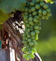 Bigger Than Your Head » Six Classic Napa Valley Chardonnays