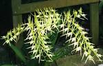 Brassia - Orchids In Our Tropics