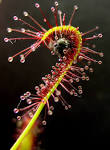 File:<b>Drosera</b> capensis bend.JPG