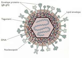 Herpes simpleks virus