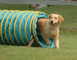 Top Ten Dog Sports - Sports and Recreation for Dogs