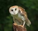 Barn Owl Sanctuary