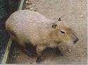 The CAPYBARA Page