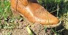 Home - Texas Fire Ant Research and Management Project