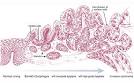 Johns Hopkins Barrett's Esophagus and Esophageal Cancer Web ...
