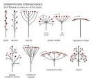 Inflorescence Types