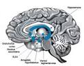 The WAGER, 8(33) - Biology, Addiction, and Gambling: Money Makes ...