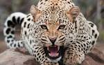 Very Angry Cat Free WallpaperAnimals desktop Wallpaper_High