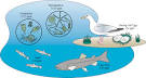 Great Lakes: The Lake Guardian
