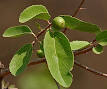 <b>Flacourtiaceae</b>