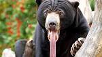 The SunBear has blue eyes, and a 25+cm tongue : woahdude