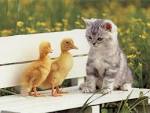 Kitten and Ducklings Desktop Wallpaper