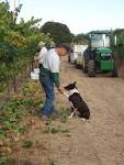 Foursight Wines | Anderson Valley Wineries