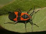 Milkweed bugs tilting on an axis | Rebecca Sanders-