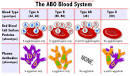 What are Blood Types?