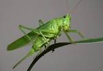 Grasshopper - Analytical Wiki