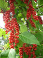 <b>Schisandra</b> berry