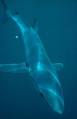 Blue shark - Wikipedia, the free encyclopedia