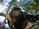 Howler Monkeys, Howler Monkey Pictures, Howler Monkey Facts ...