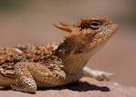 desert horned <b>lizard</b>