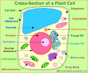 Plant Cell Anatomy - EnchantedLearning.