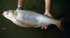 Fish Index: Silver Carp (Hypophthalmichthys molitrix)