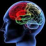 <b>Brain</b>?