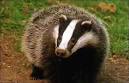 Badger