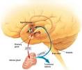 Indian researchers find Japanese encephalitis virus is 'double ...
