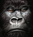 Gorilla Pictures