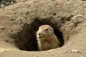 History of Groundhog Day - Life123