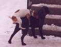 Do you think dogs like being dogs? - Page 2